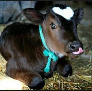 Meet your Posher, Daphne